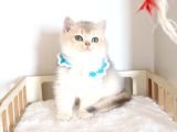 Safkan Teddy Surat Bri̇ti̇sh Shorthai̇r