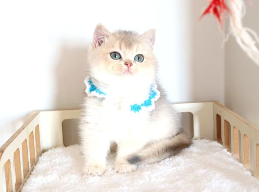 Safkan Teddy Surat Bri̇ti̇sh Shorthai̇r görsel