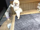 Krem Pomeranian Yavrumuz