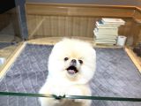 Krem Pomeranian Yavrumuz