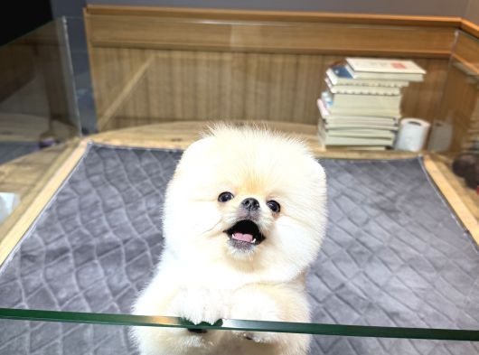 Krem Pomeranian Yavrumuz