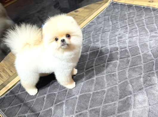 Krem Pomeranian Yavrumuz görsel