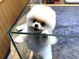 Krem Pomeranian Yavrumuz