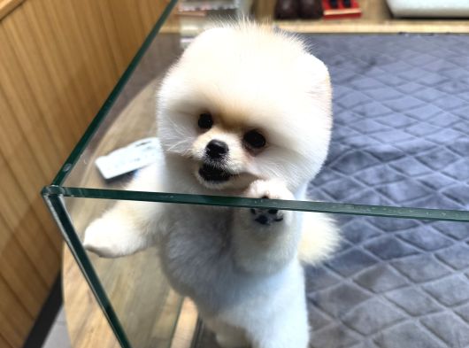 Krem Pomeranian Yavrumuz görsel