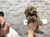 SEVİMLİ UYGUN DİŞİ POODLE