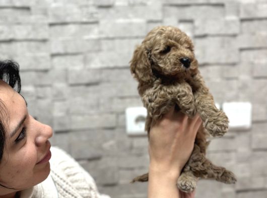Sevi̇mli̇ Uygun Di̇şi̇ Poodle