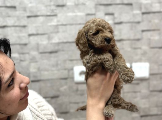 Sevi̇mli̇ Uygun Di̇şi̇ Poodle görsel