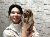 Uygunn Di̇şi̇ Poodle Yavru Aşilii