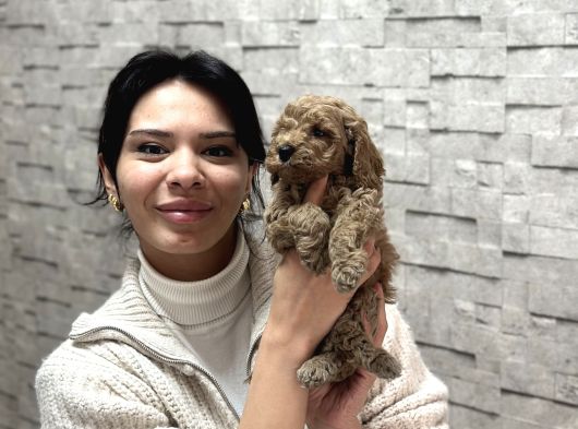 Uygunn Di̇şi̇ Poodle Yavru Aşilii görsel