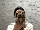 Sevi̇mli̇ Uygun Di̇şi̇ Poodle