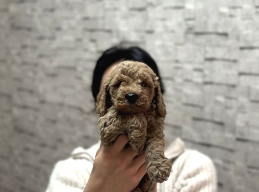 Sevi̇mli̇ Uygun Di̇şi̇ Poodle görsel