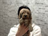 Sevi̇mli̇ Uygun Di̇şi̇ Poodle