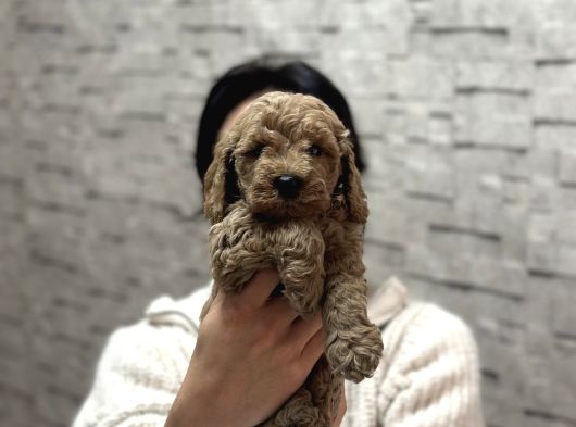 Uygunn Di̇şi̇ Poodle Yavru Aşilii görsel