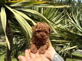 Micro kore Poodle Yavrumuz