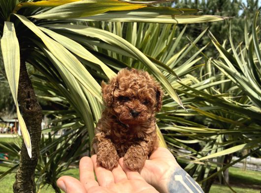 Micro Kore Poodle Yavrumuz