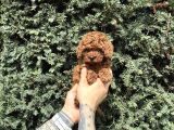 Tedy Face Kore Poodle Yavrularımız