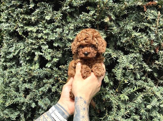 Tedy Face Kore Poodle Yavrularımız