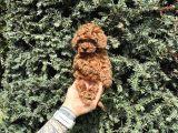 Tedy Face Kore Poodle Yavrularımız