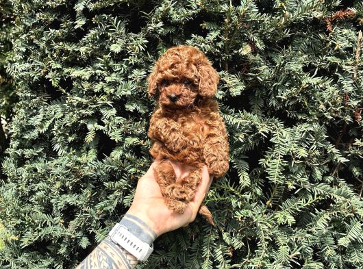 Tedy Face Kore Poodle Yavrularımız görsel
