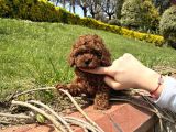 En iyi Kan Hattı Kore Poodle Yavrumuz