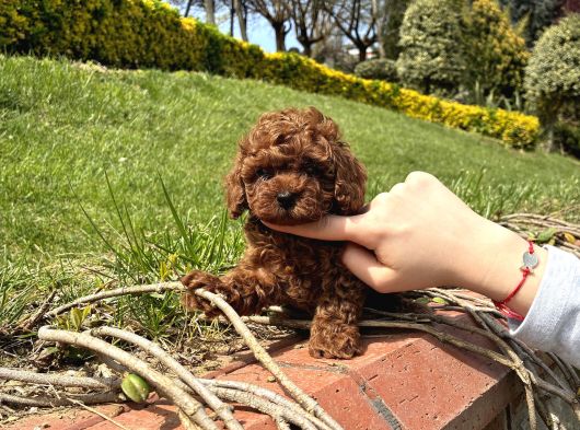 En Iyi Kan Hattı Kore Poodle Yavrumuz