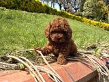 En Iyi Kan Hattı Kore Poodle Yavrumuz