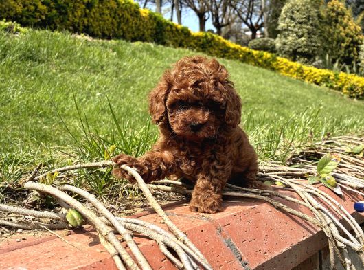 En Iyi Kan Hattı Kore Poodle Yavrumuz görsel