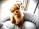 0 numara teacup toypoodle multipoo karışımı