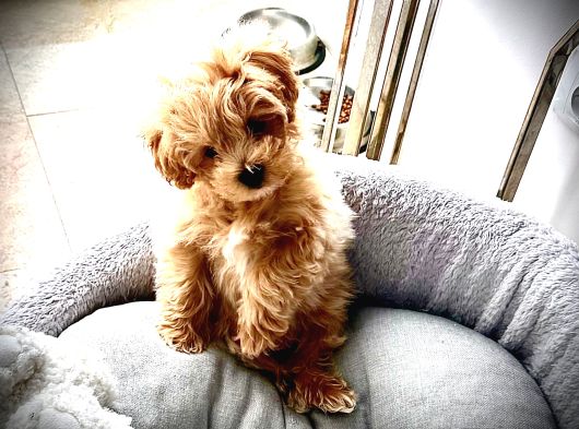 0 Numara Teacup Toypoodle Multipoo Karışımı