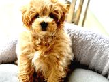 0 Numara Teacup Toypoodle Multipoo Karışımı
