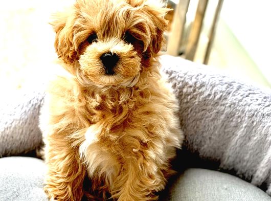 0 Numara Teacup Toypoodle Multipoo Karışımı görsel