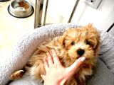0 Numara Teacup Toypoodle Multipoo Karışımı