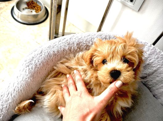 0 Numara Teacup Toypoodle Multipoo Karışımı görsel