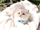 Safkan Teddy Surat Bri̇ti̇sh Shorthai̇r