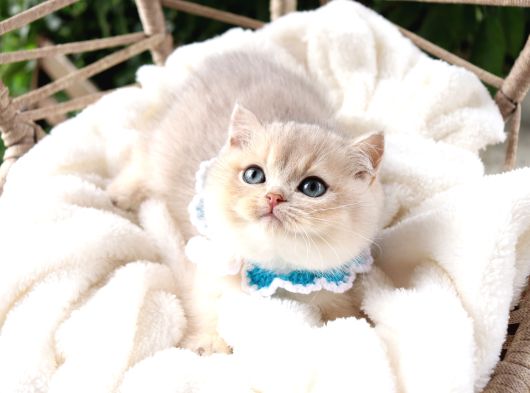Safkan Teddy Surat Bri̇ti̇sh Shorthai̇r görsel