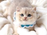 Safkan Teddy Surat Bri̇ti̇sh Shorthai̇r