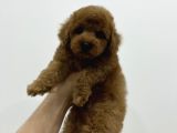 Irk Ve Sağlık Garantili Toy Poodle Erkek Yavrumuz