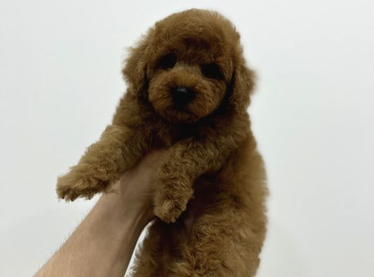 Irk Ve Sağlık Garantili Toy Poodle Erkek Yavrumuz görsel