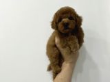 Irk Ve Sağlık Garantili Toy Poodle Erkek Yavrumuz