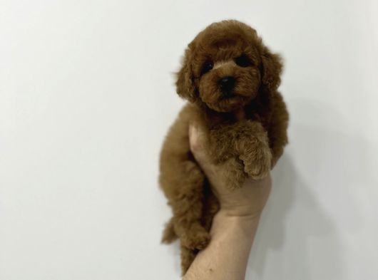 Irk Ve Sağlık Garantili Toy Poodle Erkek Yavrumuz görsel