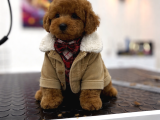 Irk ve Sağlık Garantili Toy Poodle Erkek yavrumuz