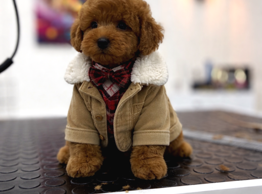 Irk Ve Sağlık Garantili Toy Poodle Erkek Yavrumuz