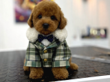 Irk Ve Sağlık Garantili Toy Poodle Erkek Yavrumuz