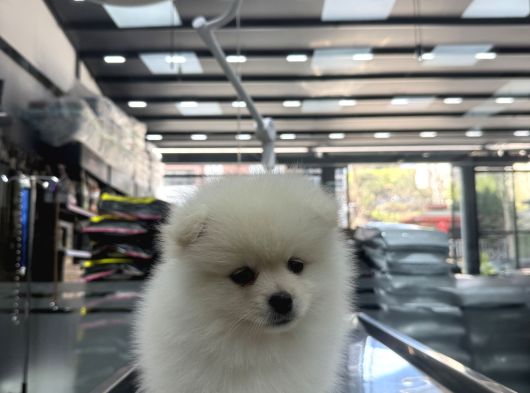 2 Aylık Ped Eğitim Boo