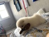 2 Aylık Ped Eğitim Boo