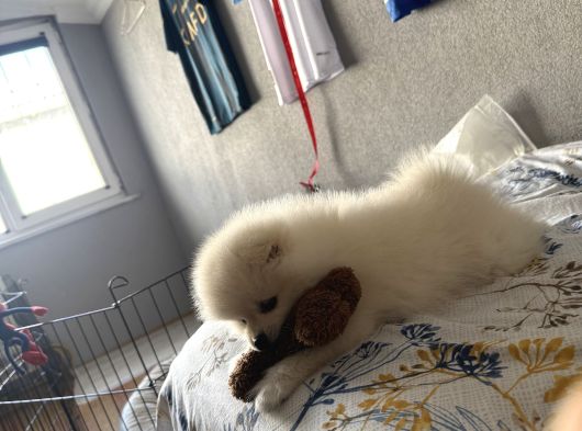 2 Aylık Ped Eğitim Boo görsel