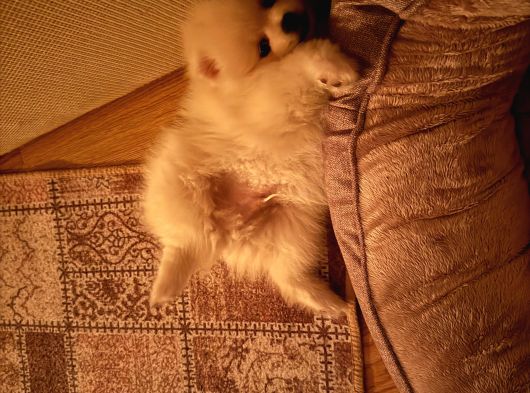 2 Aylık Ped Eğitim Boo görsel