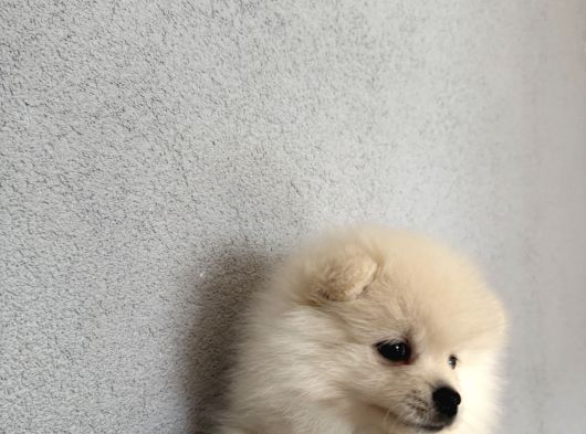 2 Aylık Ped Eğitim Boo görsel