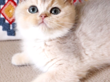 Safkan Teddy Surat Bri̇ti̇sh Shorthai̇r