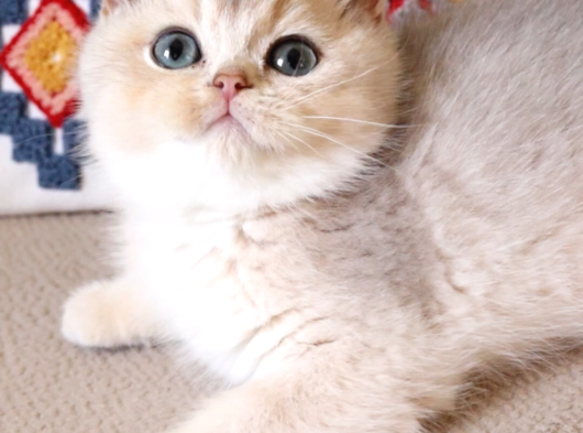 Safkan Teddy Surat Bri̇ti̇sh Shorthai̇r görsel